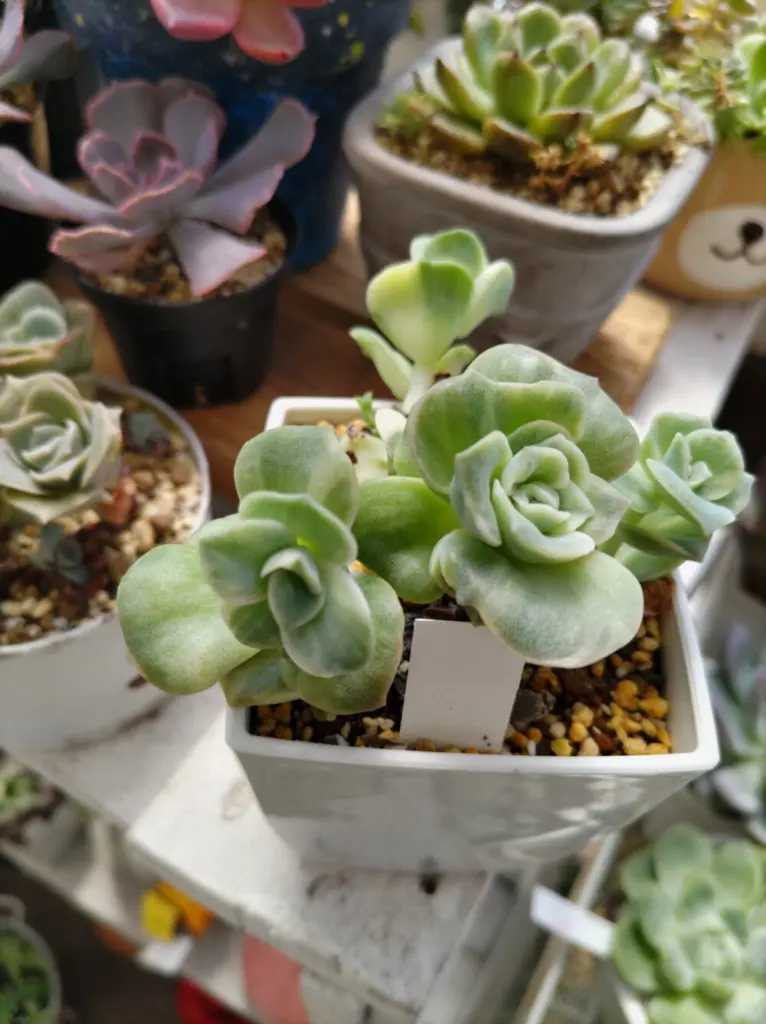 夏のラブリーローズ(*^-^*)ラブリーローズ錦も問題ないみたい👍 | とど