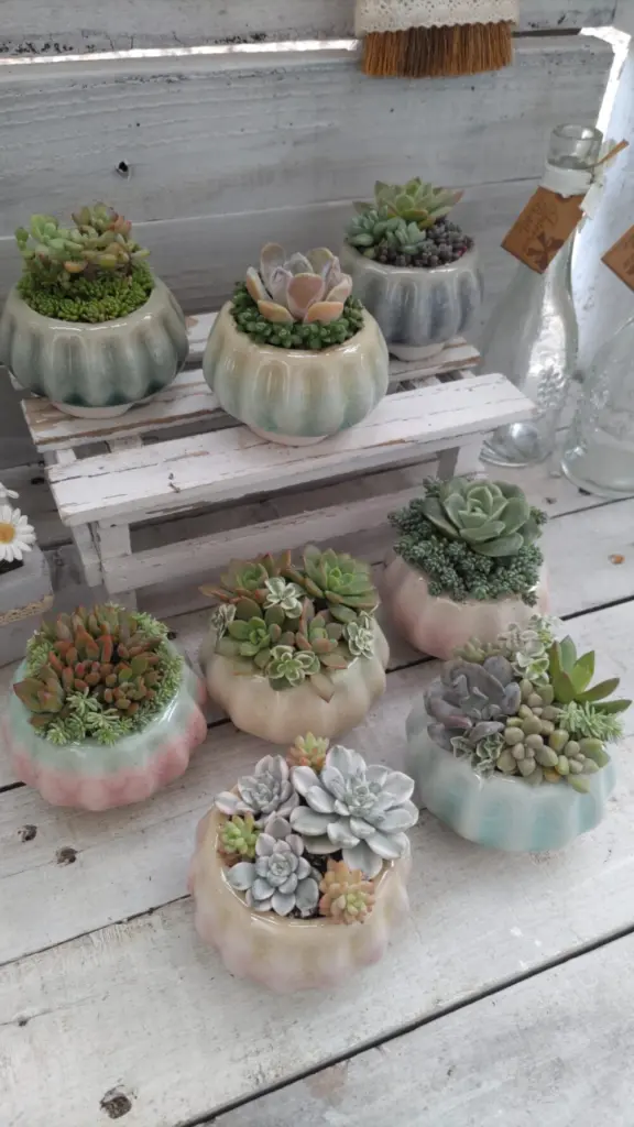 寄せ植えコンテストに参加します(^^)初めてネルソルを使ってみました