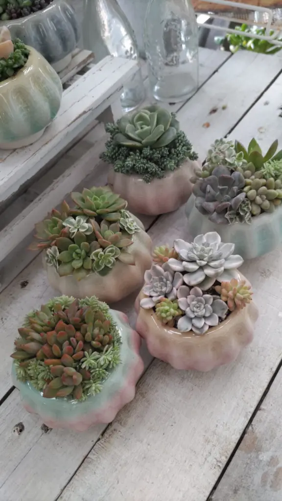 寄せ植えコンテストに参加します(^^)初めてネルソルを使ってみました