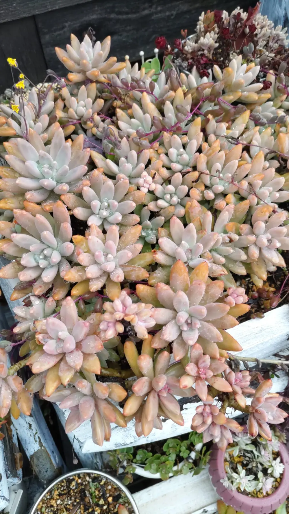 現在の秋麗、朧月、エレガンス、椅子の寄せ植えの様子🍂 | とどたん