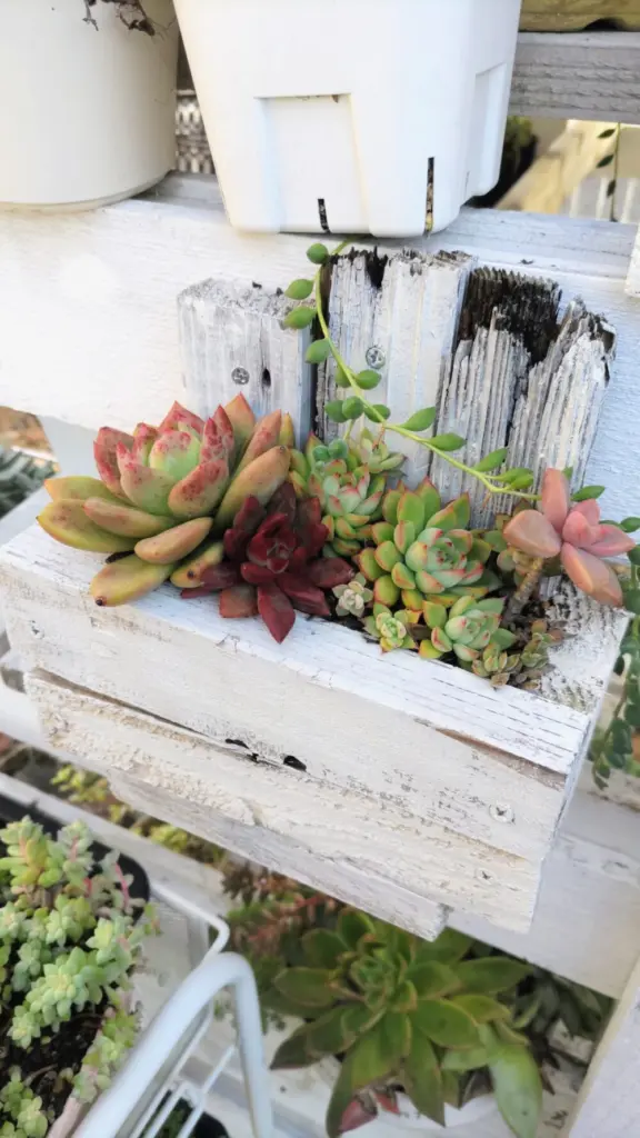 いつだったか庭にある廃材で作った鉢の寄せ植え🍂真ん中がジャムに
