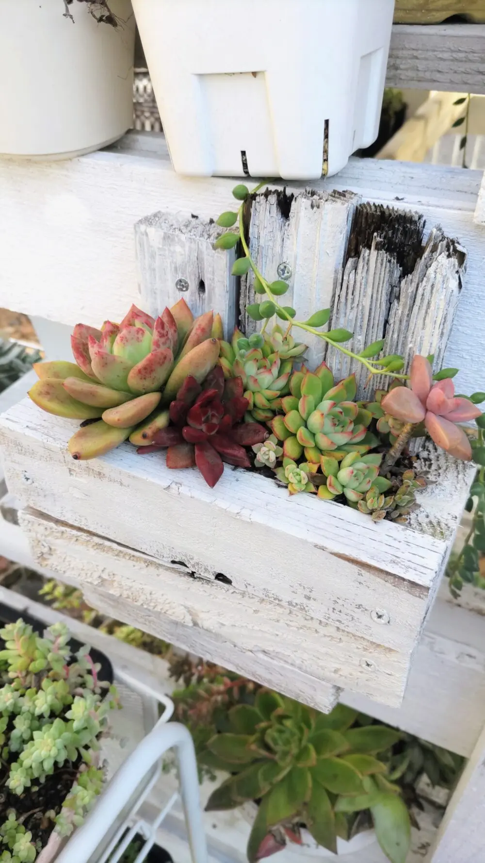 いつだったか庭にある廃材で作った鉢の寄せ植え🍂真ん中がジャムに