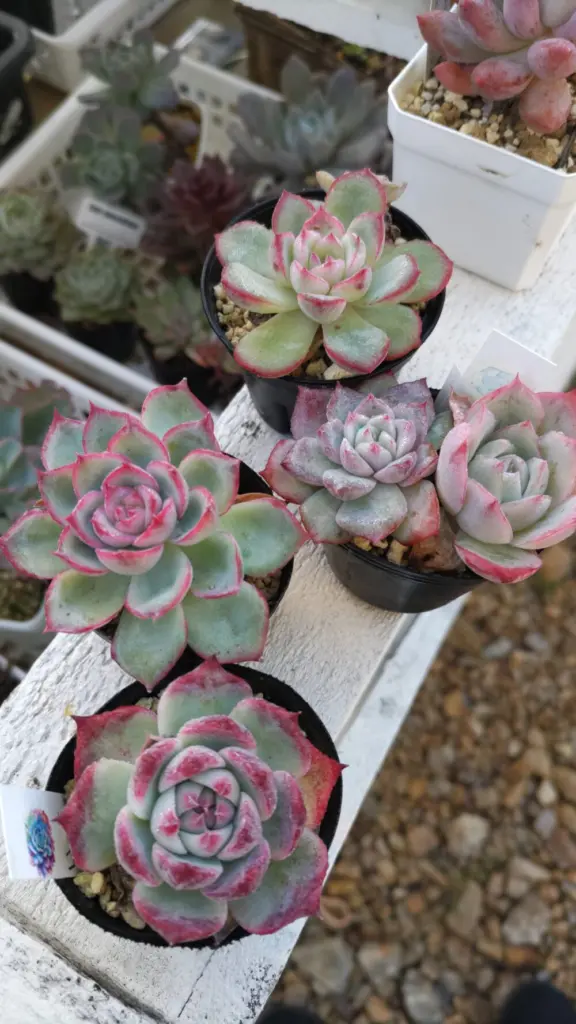 いつだったか庭にある廃材で作った鉢の寄せ植え🍂真ん中がジャムに