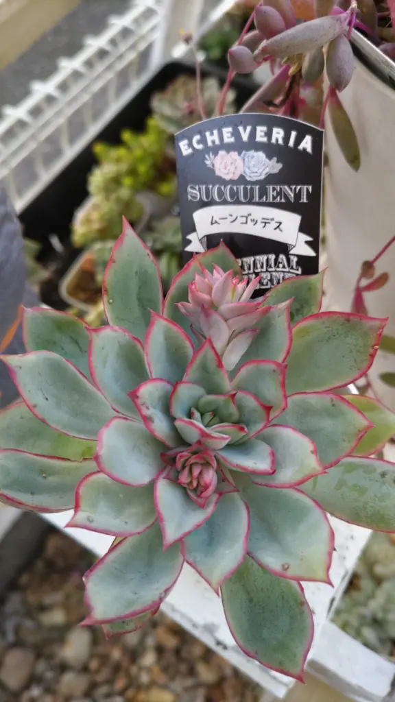 Top【選抜株】多肉植物　25497レッド　ベルベット　24個　鉢無し/脱土 多肉植物 レッドベルベット 群生3頭から 新入荷 るる農園 | るる農園