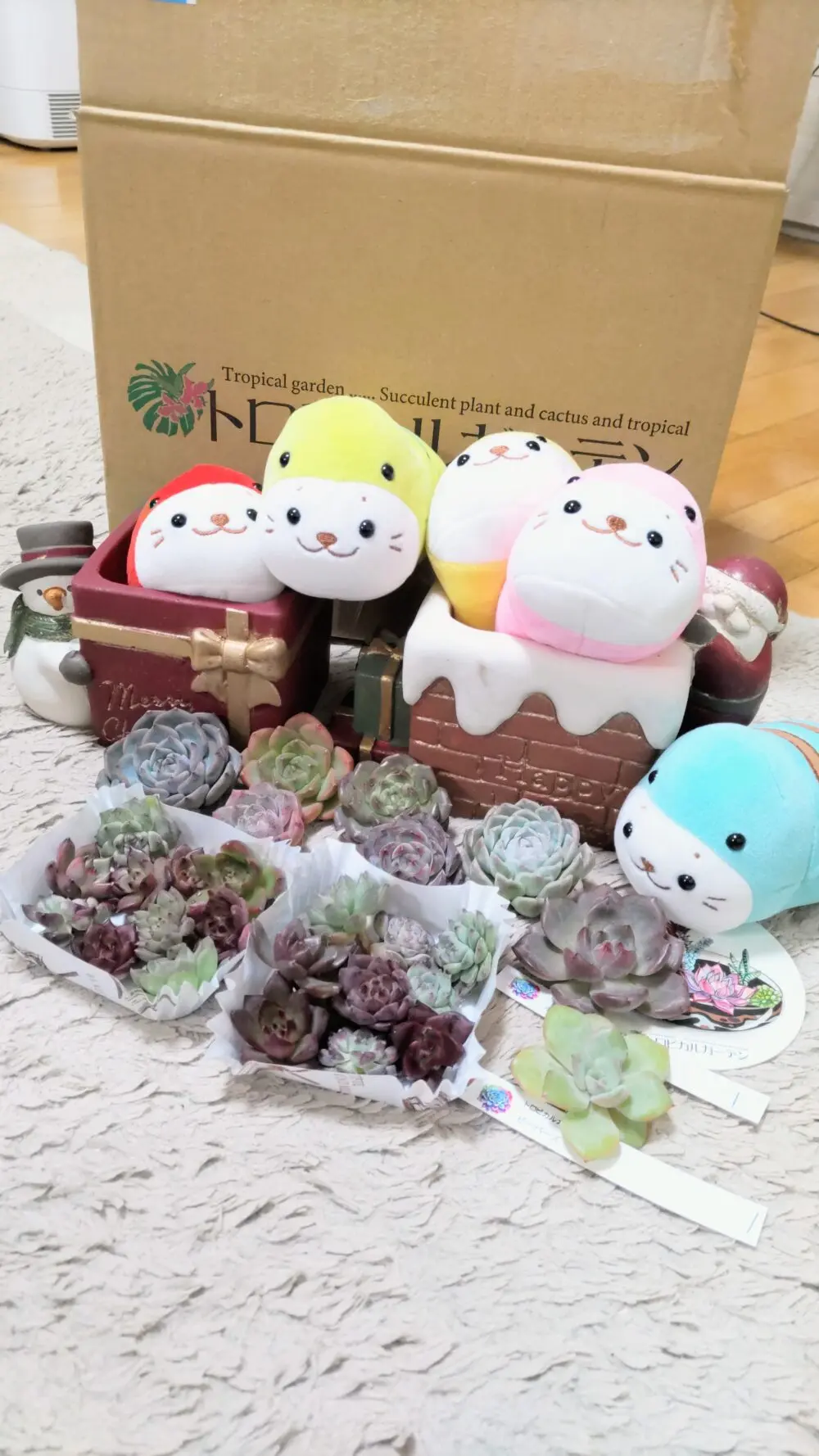 可愛いクリスマス鉢セットが届きました(*^^)v | とどたん多肉園ブログ