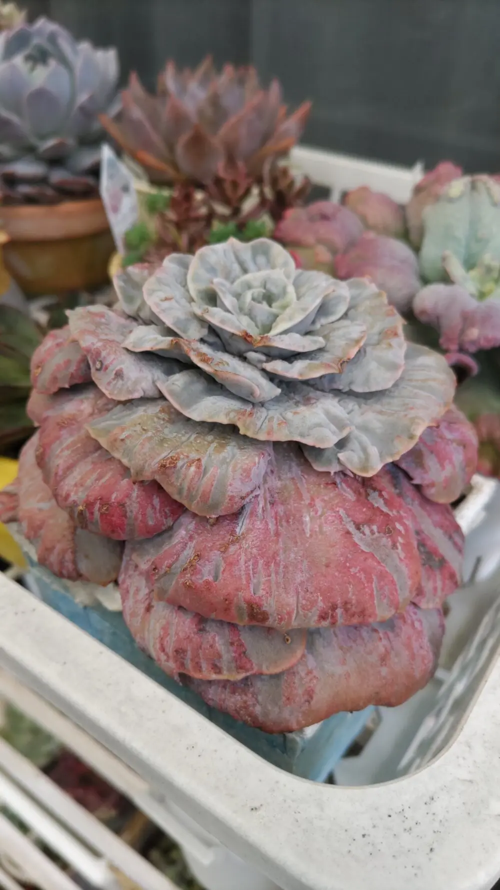 マーブルレッド錦が紅葉してきました(^-^)ちょっと形が歪なのが気に