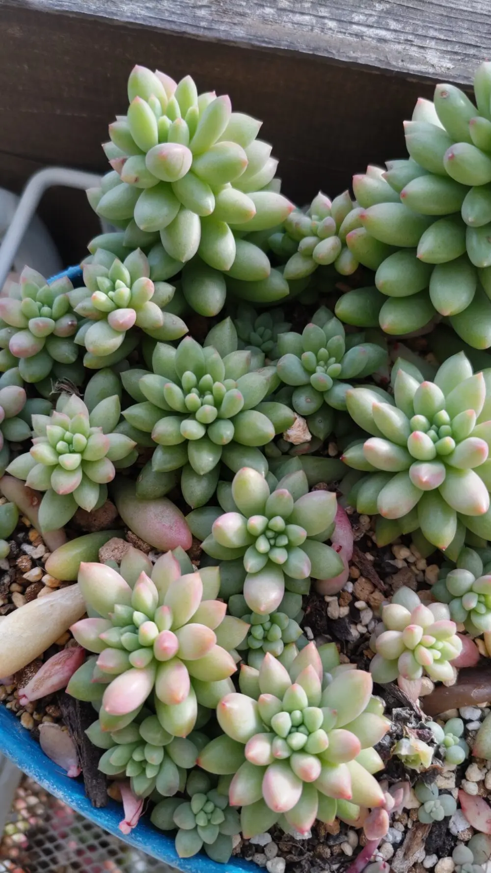 ピンクベリーがもりもりに(*^^)少しだけ紅葉してきました | とどたん