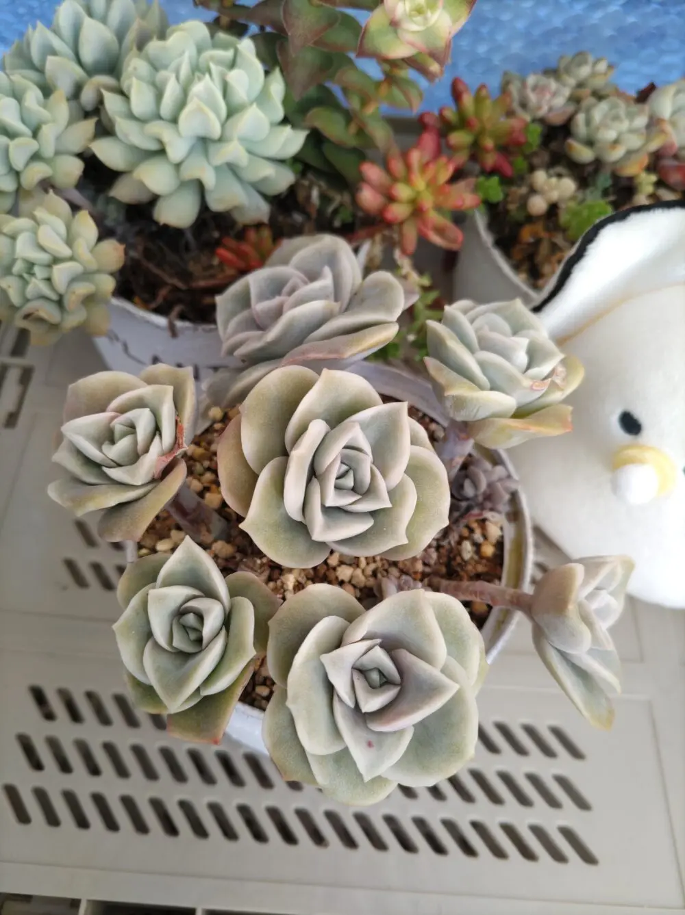 寒さに強いラブリーローズ(*'▽')花壇があったら地植えしたいくらい