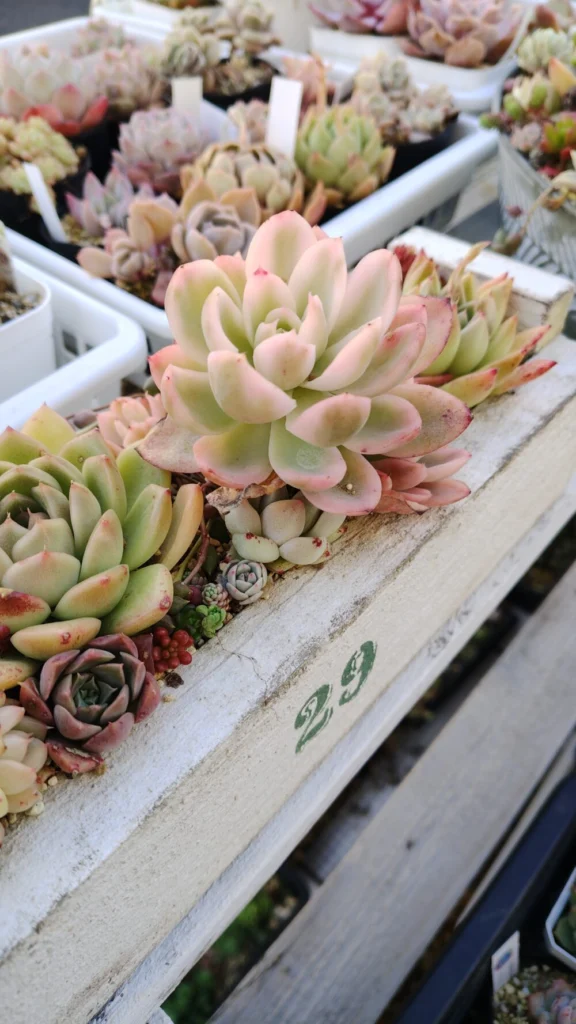 ピンクベラ錦の現在の様子(・ω・)ノ多肉園のセダムが綺麗になってき