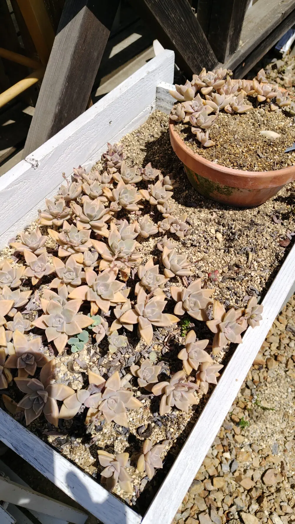 葉挿しから育てた朧月をプランターから鉢に植え替えしました(^^) | と