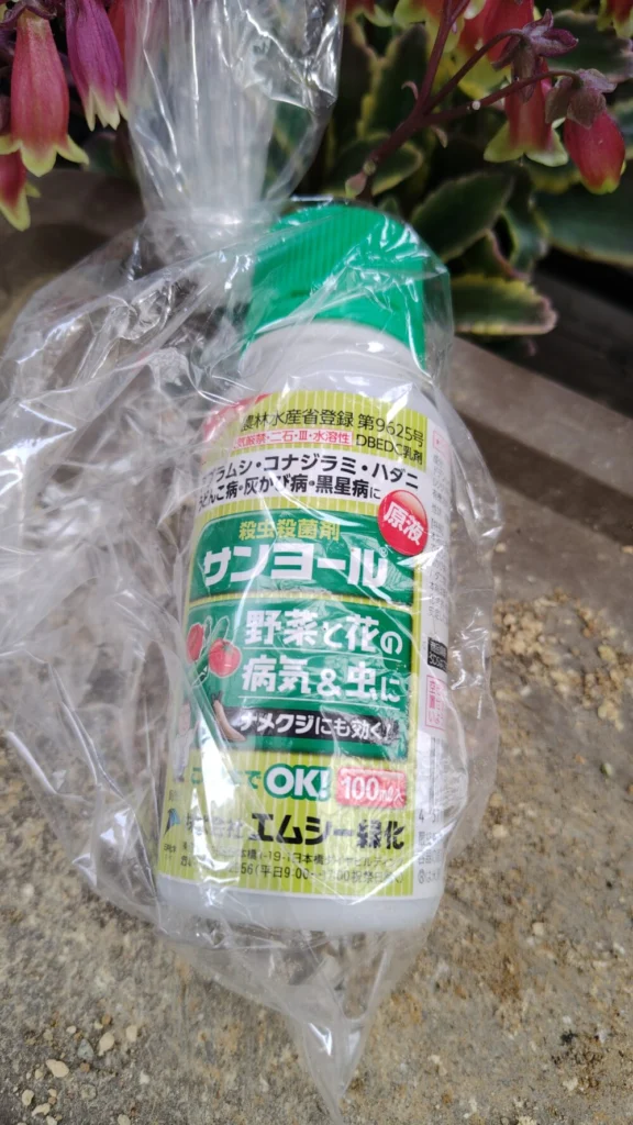 多肉の花芽が綺麗です(*'▽')今年は交配しないのでカットします💧以前