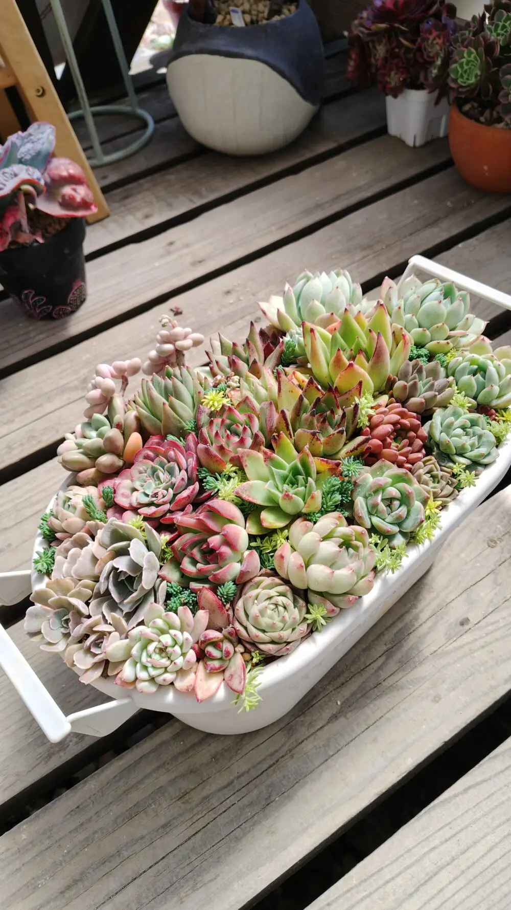 大きな寄せ植えの仕立て直し(・ω・)ノ豪華な寄せ植えができました