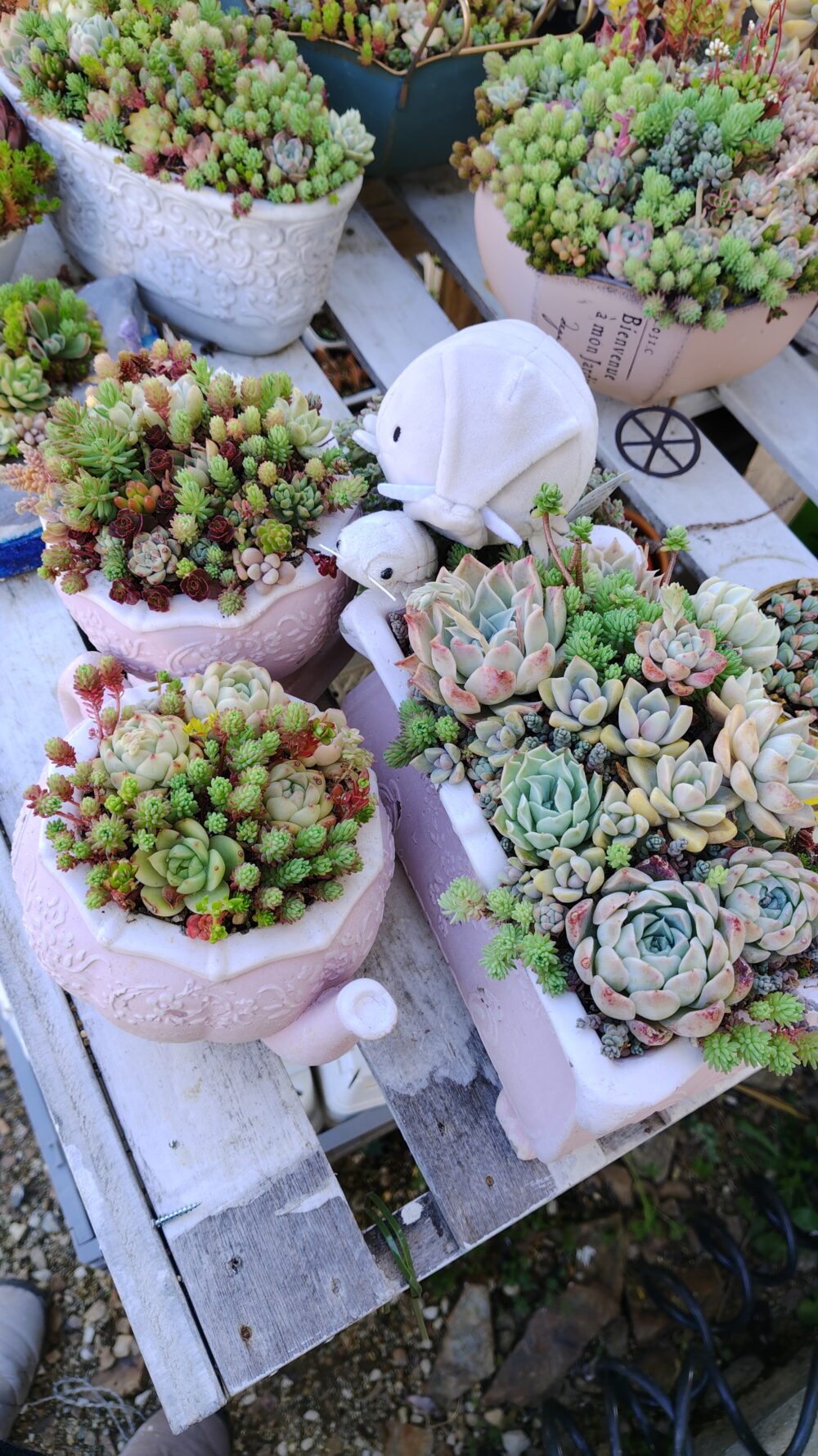 去年作ったティーカップセットの寄せ植え(*'ω'*)セダムがもりもりして