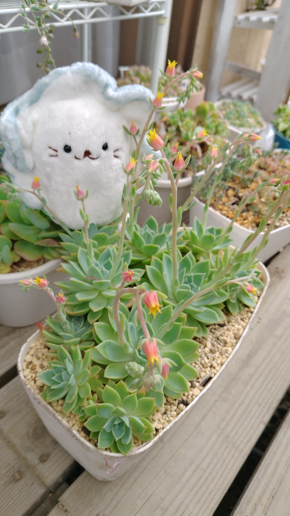 多肉の花芽が綺麗です(*'▽')今年は交配しないのでカットします💧以前